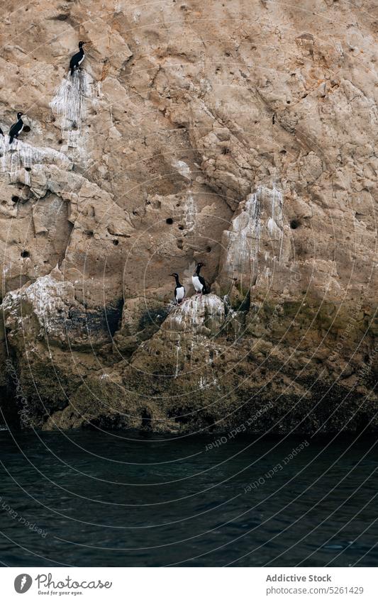 Vögel sitzen auf einem Felsen am Meer Vogel MEER Wasser Natur felsig Klippe Küste Formation Landschaft malerisch Seeküste Meereslandschaft blau Lebensraum