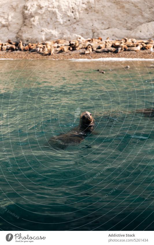 Seelöwe schwimmt in blauem Wasser MEER Meeresufer Felsen Kieselsteine Tier Natur schwimmen Stein Ufer Küste felsig Schwarm bezaubernd idyllisch Lügen Formation