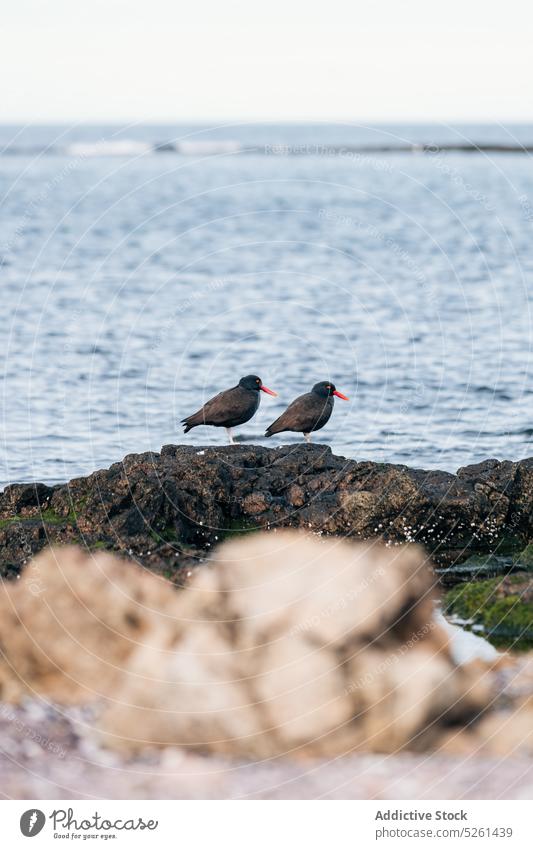 Vögel sitzen auf einem Felsen am Meer Vogel MEER Wasser felsig Formation Klippe Natur Tier Landschaft Stein Fauna Lebensraum marin Bargeld Rippeln Ufer Küste