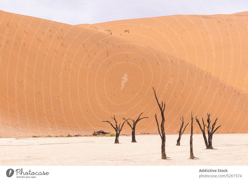 Blattlose tote Bäume in der Wüste trocken Baum wüst Riss Klima trocknen rau Landschaft erwärmen heiß dramatisch Dürre Natur Boden laublos Erosion Sand Unbewohnt