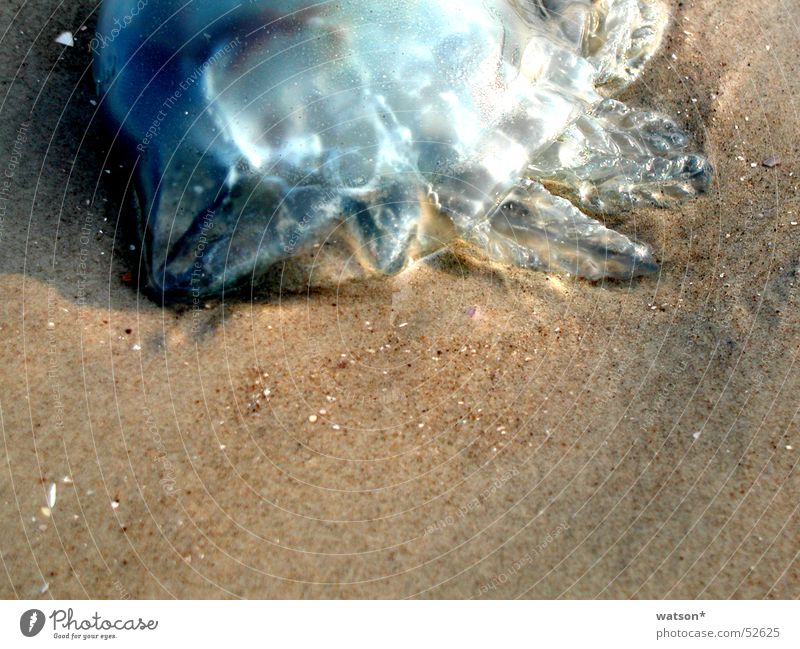 qualle Qualle Meer Strand - ein lizenzfreies Stock Foto von Photocase