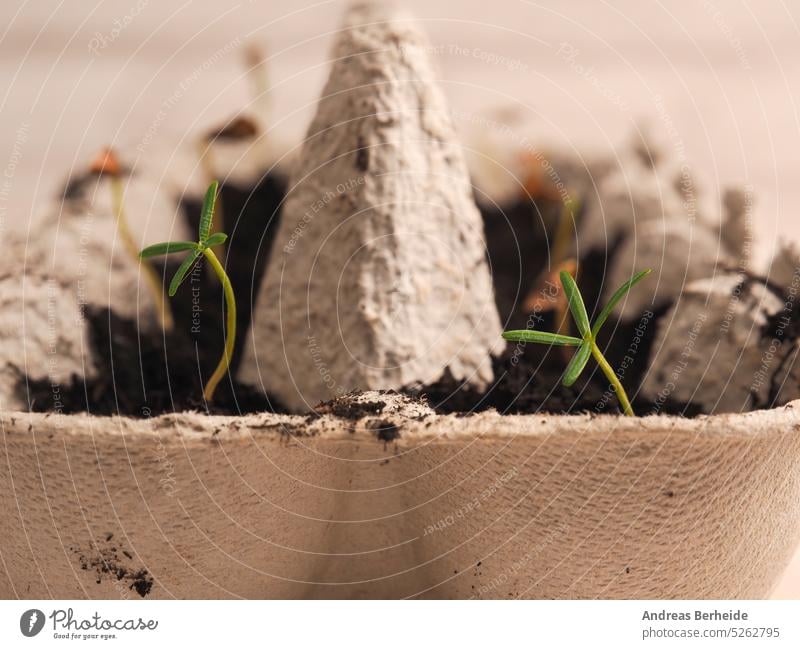 Kleine koreanische Tannensamen wachsen in einem Eierkarton Wiederaufforstung Wandel & Veränderung Klima Baum Kohlendioxid Lager Absorption co2-Absorption