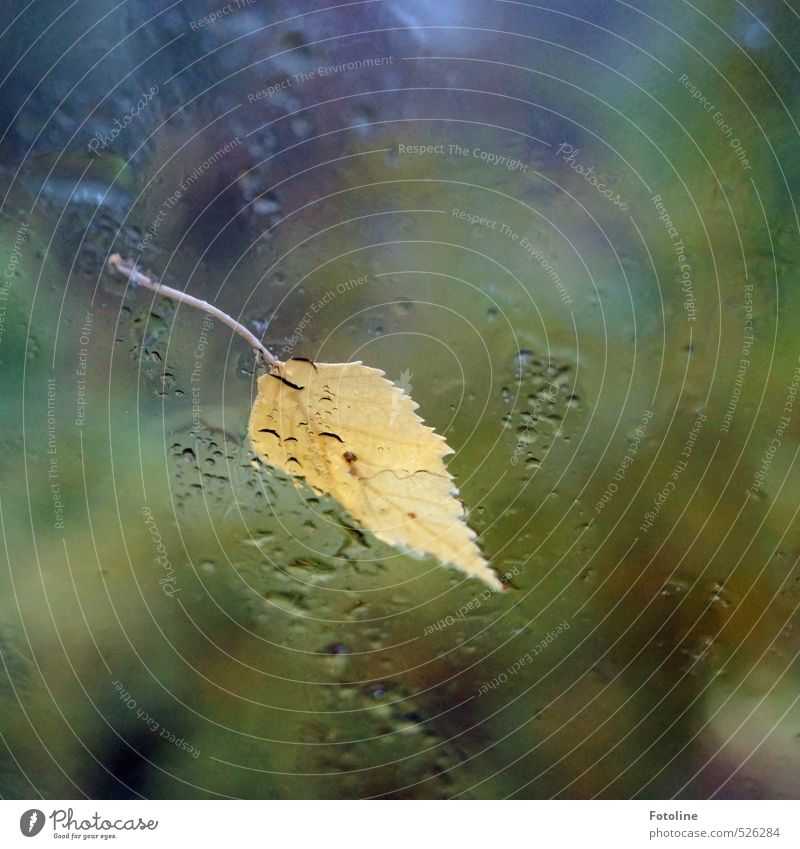 Novemberwetter Umwelt Natur Pflanze Urelemente Wasser Wassertropfen Herbst Wetter schlechtes Wetter Regen Blatt hell nah nass natürlich gelb Birkenblätter