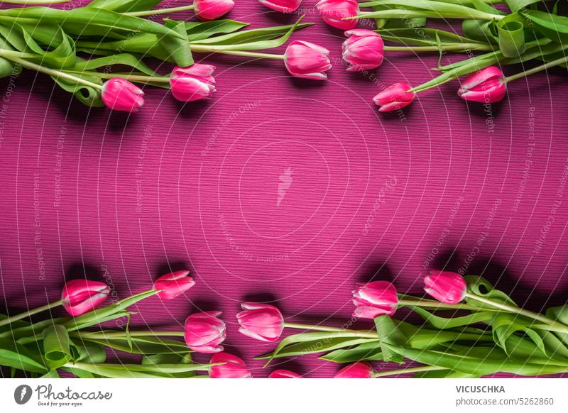 Rahmen mit rosa Tulpen, Ansicht von oben Draufsicht Frühling Blütezeit geblümt Feiertag Blumenstrauß Hintergrund Haufen frisch