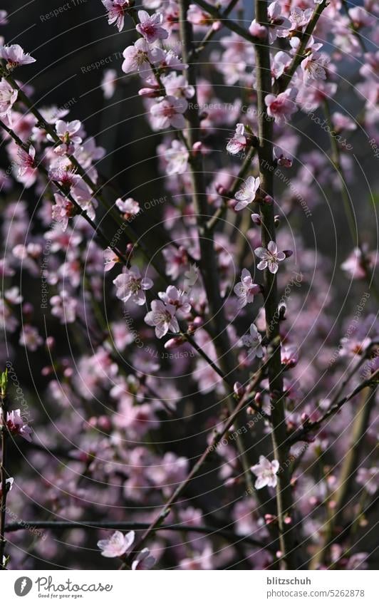 Frühlingsblüten der Prunus Pflanze Blume rosa Blüte Nahaufnahme Detailaufnahme Blühend Blütenblatt Schwache Tiefenschärfe Unschärfe Rosengewächse