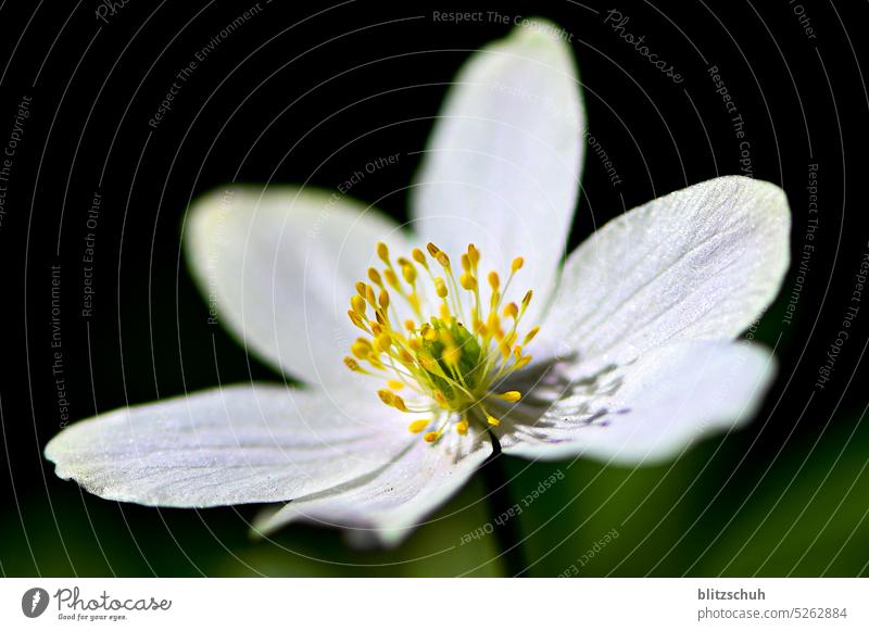 Blüte eines Windröschen blume pflanze windröschen buschwindröschen blüte makro makroaufnahme Natur Nahaufnahme Blühend Schwache Tiefenschärfe Detailaufnahme