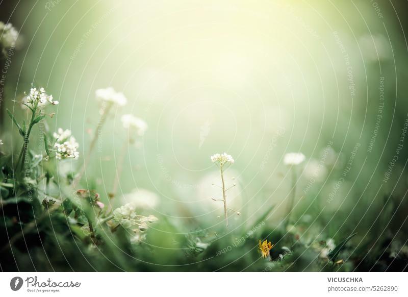 Schöne Sommer Natur Hintergrund mit grünem Gras und weißen Blumen, Weichzeichner. Draußen schön Naturhintergrund im Freien Wildblume hübsch Überstrahlung