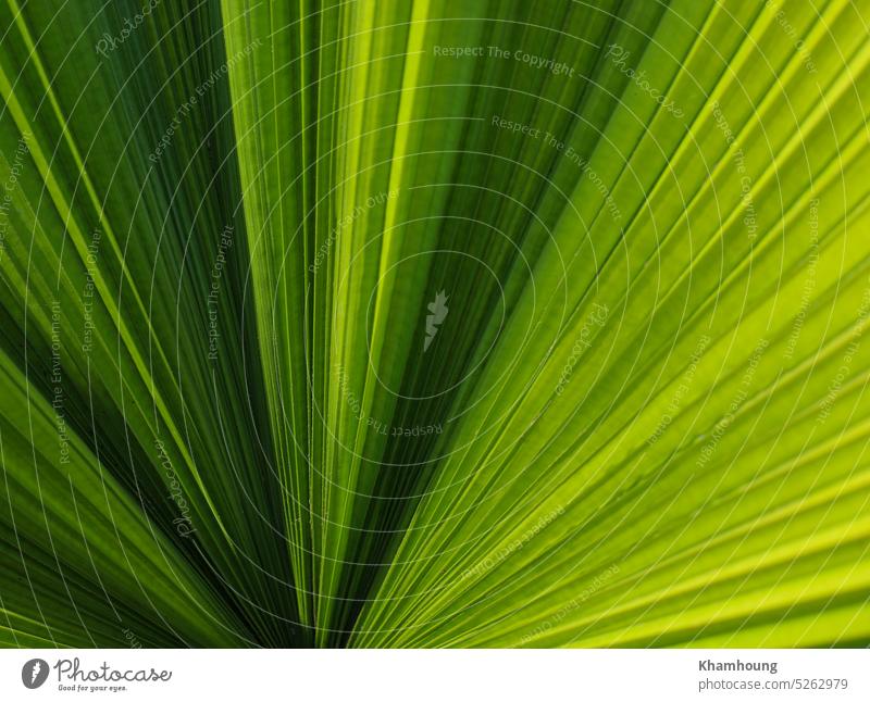 Palmenblatt Natur Hintergrund mit selektivem Fokus Handfläche Blatt Muster abstrakt Wachstum Pflanze Palmblatt gestreift Frische texturiert Sonnenlicht Botanik