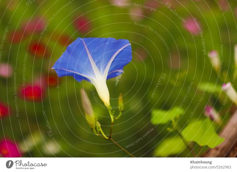 Himmlische blaue Morgenlatte Blume Natur Hintergrund mit selektivem Fokus botanisch Flora Blüte Überstrahlung Ruhm Garten geblümt Nahaufnahme Blatt Blütenblatt