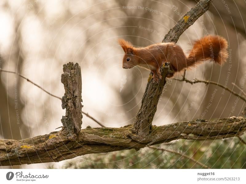 rotes Eichhörnchen setzt zum Sprung an Eicheln Natur Tier niedlich Fell Wildtier Außenaufnahme Nagetiere Farbfoto klein Menschenleer Tierporträt Neugier