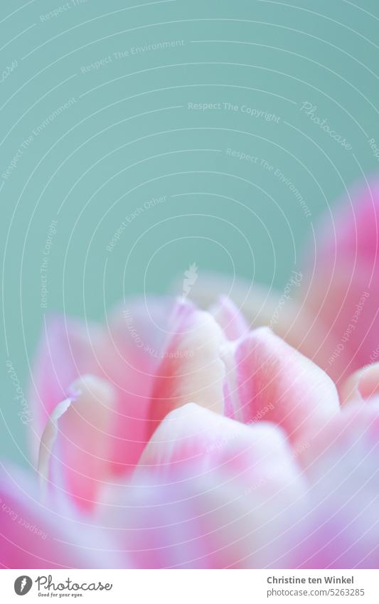 Nahaufnahme einer rosa Tulpenblüte vor zartgrünem Hintergrund Blume Frühlingsblume Frühlingsgefühle Natur Pflanze Zwiebelblume Frühlingsfarbe schön