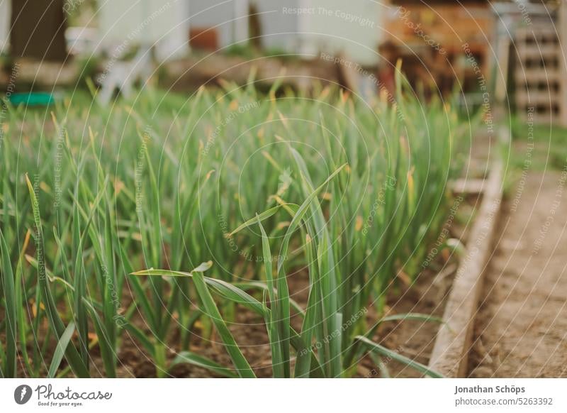 Beet im Garten vom Selbstversorger wachsen Wachstum Eigenanbau grün Lebensmittel frisch Ernährung Bioprodukte Pflanze Natur selbstangebaut Gartenarbeit