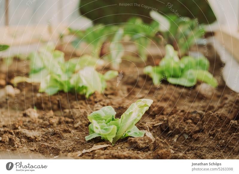 Salat wächst im überdachten Hochbeet wachsen Wachstum Eigenanbau Salatkopf grün Lebensmittel frisch Ernährung Bioprodukte Pflanze Natur selbstangebaut