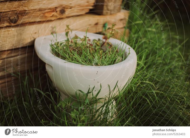 Wachstum aus der Toilette Toilettenhäuschen Klo Gras Garten Humor witzig wachsen neu Kreislauf Kreislauf der Natur Keramik Kloschüssel Farbfoto Vergänglichkeit
