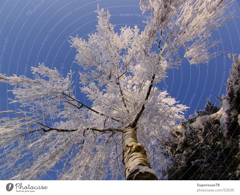 Winter Baum Birke weiß blau Himmel Schnee Eis