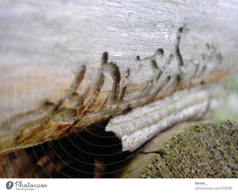 Holzwurmwohnung Wurm Natur