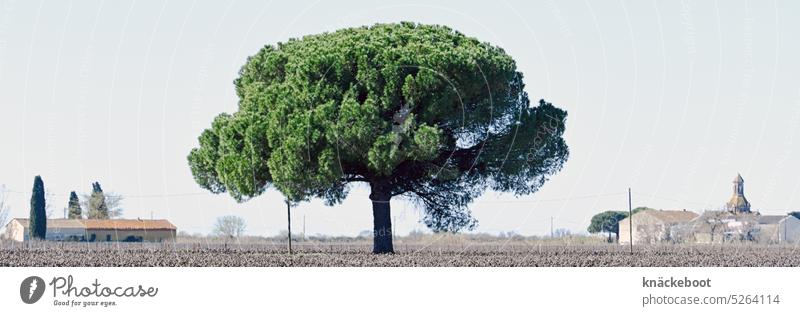 pinie Pinie Baum Natur Landschaft Südfrankreich Farbfoto mediterran Provence Mittelmeer Frankreich Ferien & Urlaub & Reisen domain weinanbau