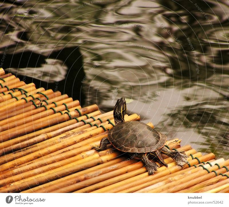 Fernweh Schildkröte Reptil Insel Mainau Wasser Bambusrohr gepanzert Hals Kröte