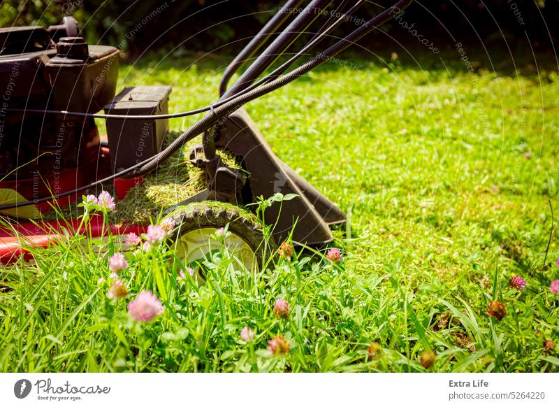 Nahaufnahme eines Benzin-Rasenmähers, der das Gras im Garten mäht Hinterhof Blütezeit botanisch Kabel Pflege Schermaschine kultivieren geschnitten Kutter Motor