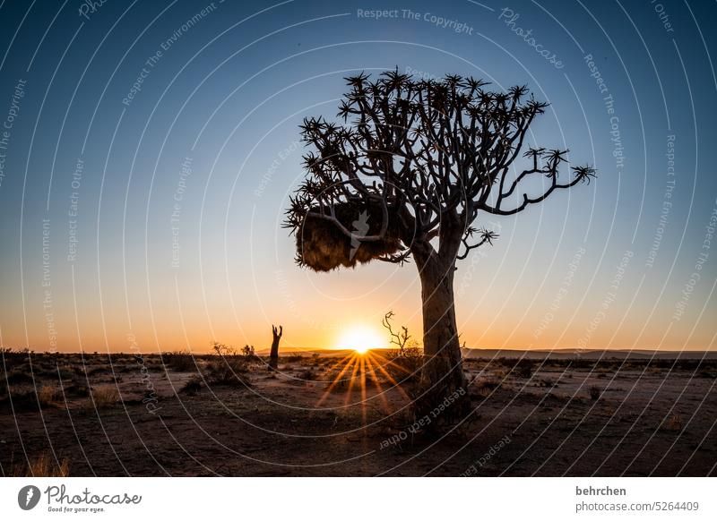ein neuer tag Köcherbaum Baum außergewöhnlich Namib Sonnenaufgang träumen Hoffnung dunkel Idylle romantisch fantastisch Dämmerung stille wunderschön Sonnenlicht
