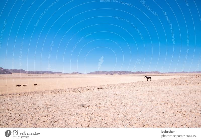 wenn der chef ruft Afrika Wildpferde Namibia Pferd frei Außenaufnahme wild Ferne Sand allein Wüste Fernweh Einsamkeit Farbfoto Sehnsucht Landschaft Abenteuer