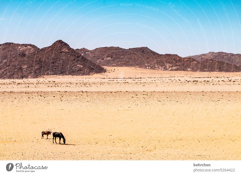 ein ungleiches paar Wildpferde Pferd frei wild Sand Wüste Afrika Namibia Außenaufnahme Ferne Fernweh Farbfoto Einsamkeit Abenteuer Landschaft