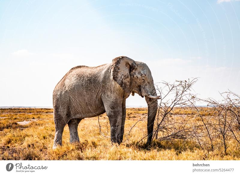standhaft Rüssel Gefahr riskant gefährlich Elefantenbulle etosha national park Etosha Etoscha-Pfanne fantastisch Wildtier außergewöhnlich frei wild Wildnis Tier