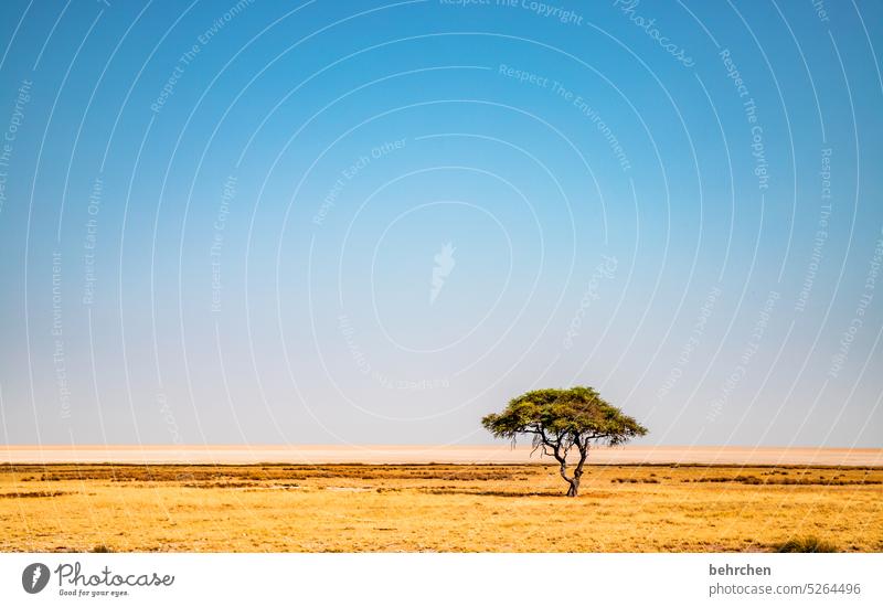 solist Endlosigkeit endlose weite Klimawandel Dürre allein Überleben Trockenheit Baum Akazie trocken etosha national park Einsamkeit Etosha Etoscha-Pfanne Ferne