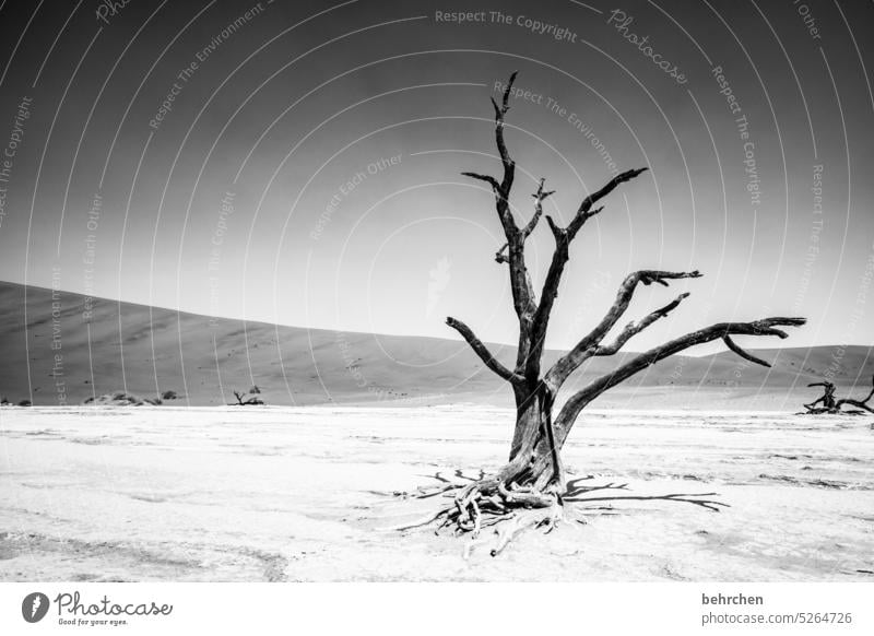 verlassen Umweltschutz Trockenheit Vergänglichkeit Klimawandel trocken Dürre Himmel Düne Dünen magisch deadvlei Abenteuer Wärme besonders beeindruckend sanddüne