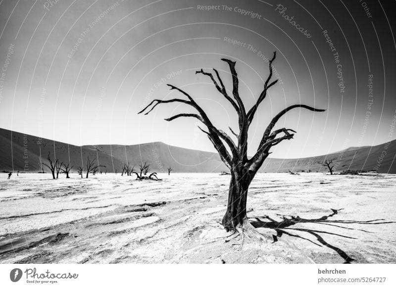 vergänglichkeit Baum toter Baum Sossusvlei Außenaufnahme Sesriem reisen Fernweh Ferne Namibia Afrika Wüste Sand Einsamkeit Natur Ferien & Urlaub & Reisen