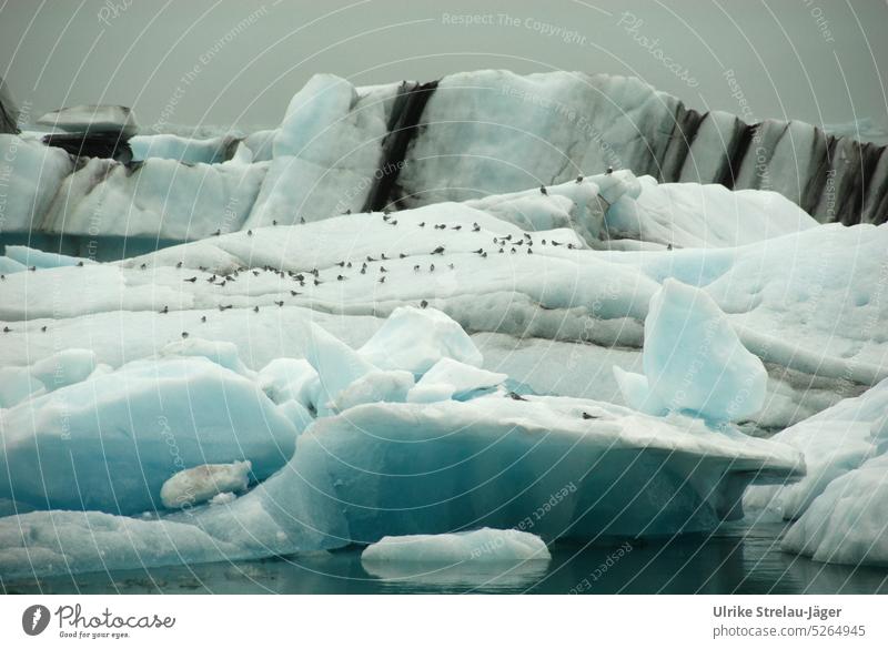 Gletschereis mit Vulkanasche und Vogelkolonie Gletscherschmelze Eisformationen Asche kalt Frost grau weiss hellblau geschichtet Island Klima abgelagert ablagern