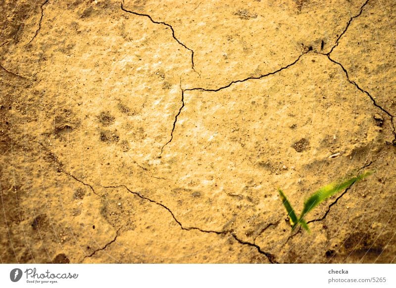 wüstenboden trocken Ödland Untergrund Wüste Erde Bodenbelag Riss