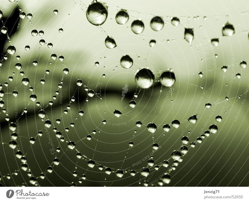 Morgentau. Spinne Spinnennetz Nebel Wassertropfen Herbst Regen Seil Netz drop spider spidernet rain water waterdrops