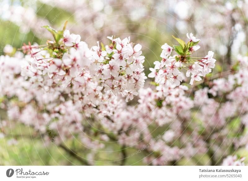 Selektiver Fokus des japanischen Kirschblütenbaums Prunus nipponica Miyabe M.Hiroe Brilliant in Hülle und Fülle Überstrahlung Blütezeit Japanische Kirsche