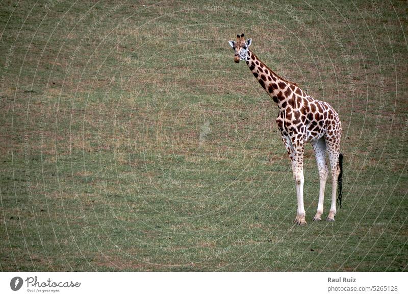 Eine einsame Giraffe auf der grünen Wiese Tier Afrika Afrikanisch horizontal Säugetier keine Menschen Safari stehen Tierwelt Pflanzenfresser Grasland Savanne