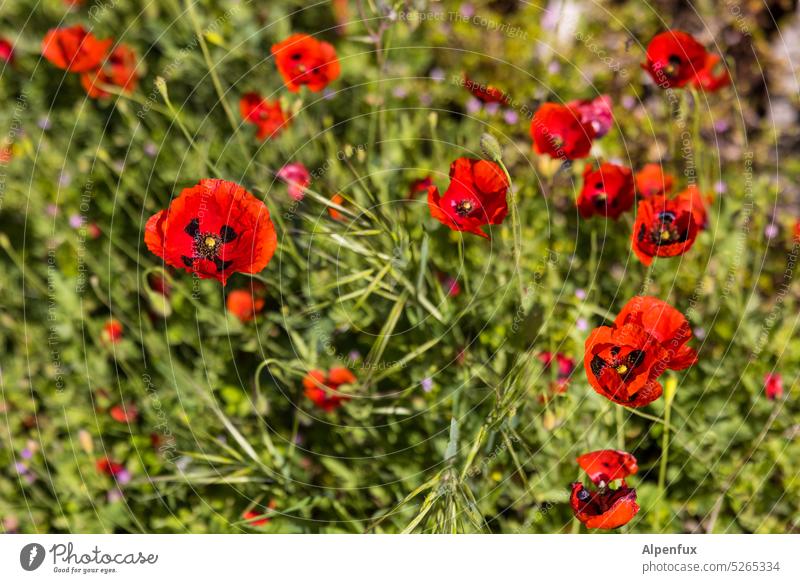 Semitischer Mohn (Papaver Umbonatum) Mohnblüte Blume Pflanze Sommer Natur Klatschmohn Mohnfeld Blüte Außenaufnahme Farbfoto roter mohn Menschenleer mohnwiese