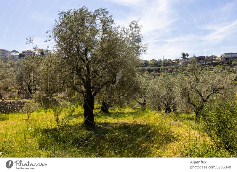 Olivenbaum im Olivenhain Baum Menschenleer Natur Außenaufnahme Pflanze Nutzpflanze Umwelt Olivenöl Farbfoto Tag grün mediterran Landschaft Schönes Wetter oliv