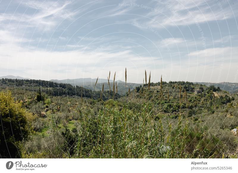 Libanesische Landschaft mediterran Olivenhain Olivenbaum Außenaufnahme grün Wiesen Wälder Natur Bäume Sträucher Naturschutzgebiet Wald Mischlandschaft Olivenöl