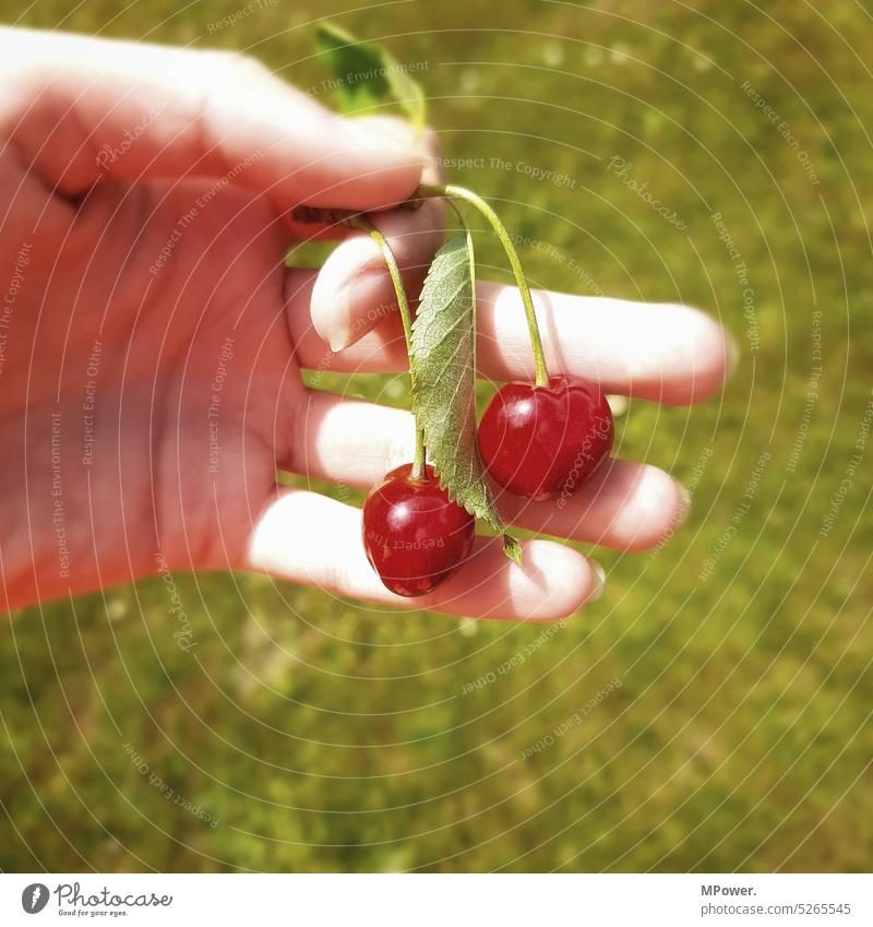 leckere Kirsche Frühling Natur grün Farbfoto rot frisch Lebensmittel Frucht Garten Außenaufnahme Gesundheit reif Sommer fruchtig pflücken Vitamin Jahreszeiten