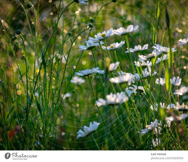Feld der Gänseblümchen Blume Frühling weiß Natur Sommer geblümt Korbblütengewächs Garten Hintergrund Pflanze Licht & Schatten Blumenfeld frisch romantisch