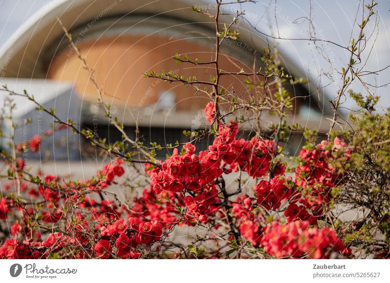 Kongresshalle in orange im Hintergrund, davor rote Blumen und Zweige, gedeckte Farben Haus der Kulturen Frühling Sonne farbig Architektur Wahrzeigen Schwung
