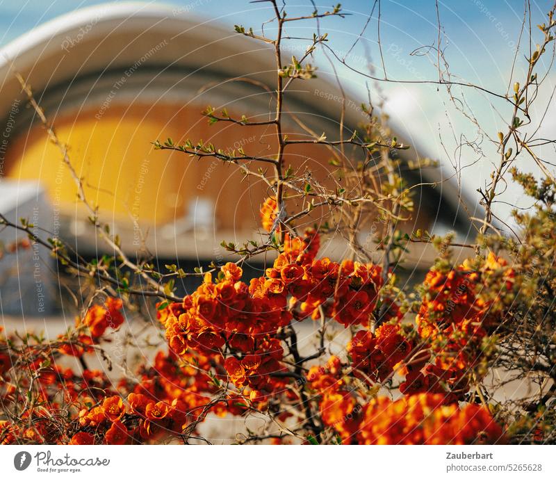 Kongresshalle in orange im Hintergrund, davor rote Blumen und Zweige Haus der Kulturen Frühling Sonne farbig Architektur Wahrzeigen Schwung unscharf Berlin