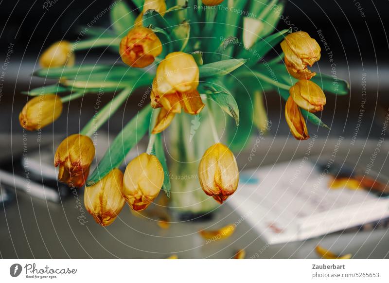 Tulpenstrauß auf dem coffee table verwelkt, die Blüten neigen sich und verlieren erste Blätter Strauß geneigt Verlust verblühen Ende Vase Blumen traurig Trauer