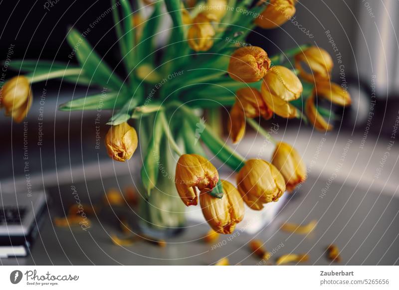 Tulpenstrauß, gelb-goldene Blüten, schon gebeugt und vor dem Verblühen Strauß verblühen geneigt schön grün Tisch Coffeetable Blütenblätter vergänglich Abschied