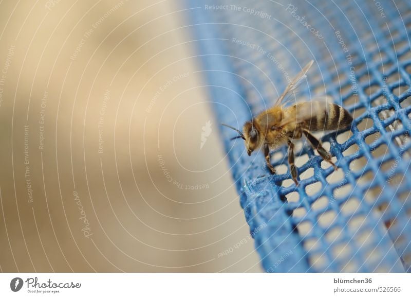 Start in den Frühling Tier Nutztier Biene Honigbiene Insekt Arbeit & Erwerbstätigkeit fliegen tragen ästhetisch klein schön Tierliebe Tierlaute Frühlingsgefühle