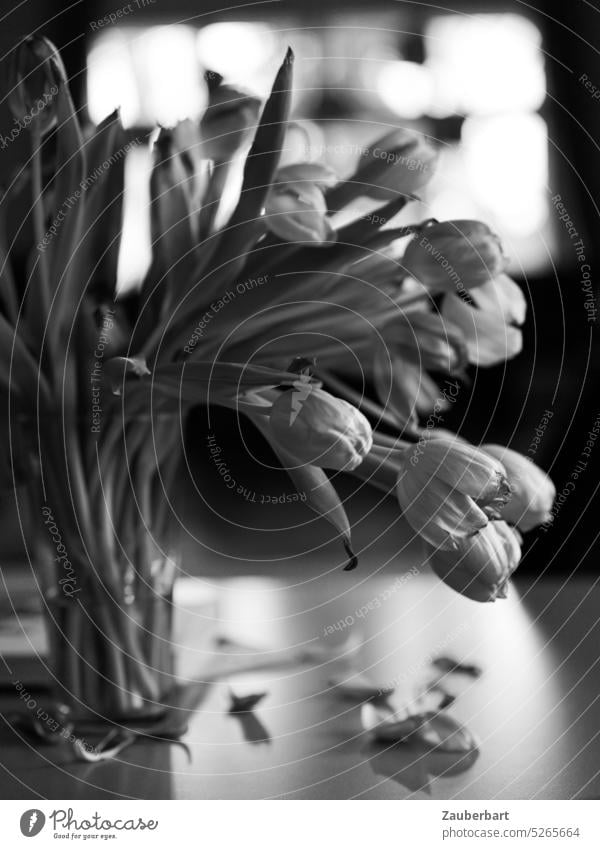 Welkender Tulpenstrauß in schwarz-weiß Strauß welk geneigt gebeugt vergänglich Abschied Trauer elegant Bogen Blumenstrauß