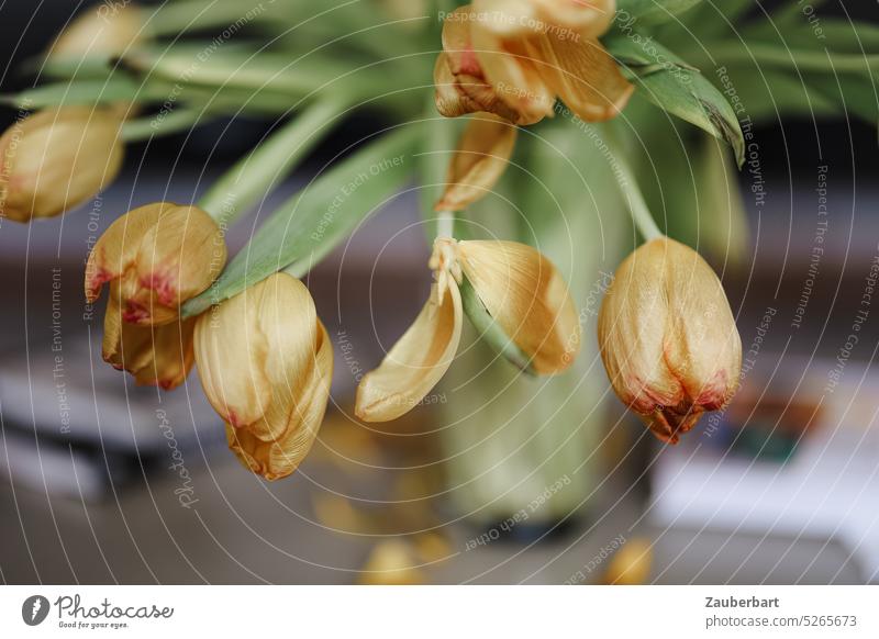Tulpenstrauß auf dem coffee table verwelkt, die Blüten neigen sich und verlieren ihre Blätter Strauß geneigt Verlust verblühen Ende Vase Blumen traurig Trauer