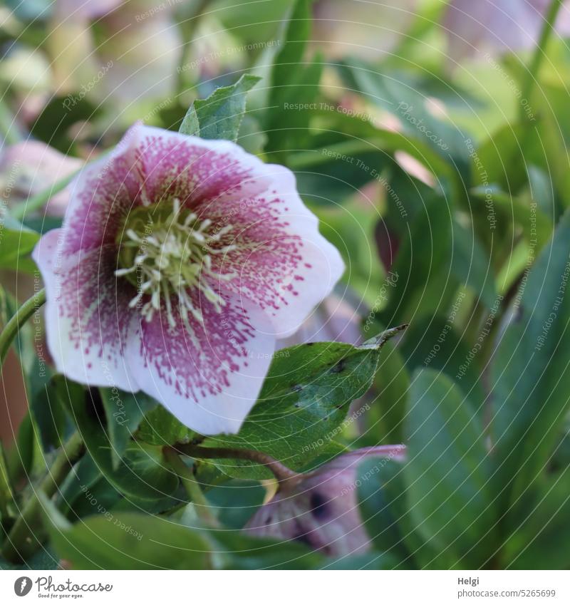 weiß-pinke Lenzrose blüht im Park Frühlings-Christrose orientalischer Nieswurz Ranunculaceae Hahnenfußgewächs Blume Blüte blühen Blatt Zierpflanze winterhart