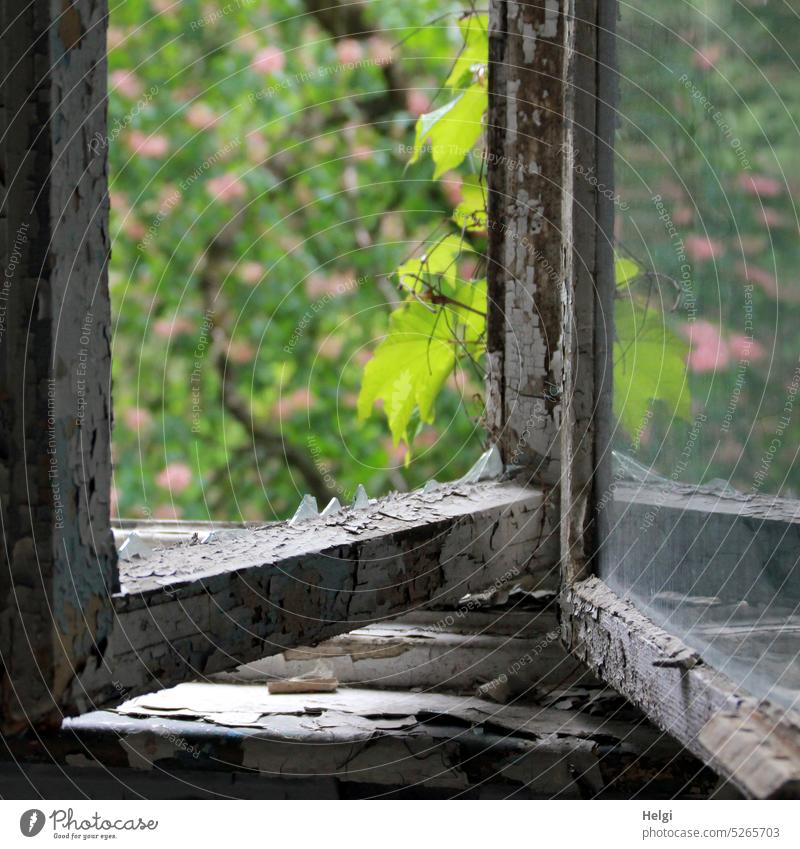 Spuren der Zeit | Teil eines alten maroden Fensters ohne Glas mit Blick in den Frühlingsgarten Fensterrahmen kaputt historisch zerbrochen Festerbank Ausblick