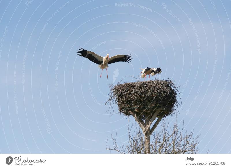Angriff - Storchennest mit zwei stehenden Störchen, ein dritter attackiert sie im Flug Storchenpaar Nest Horst Angreifer Attacke Frühling Nestbau Paarung